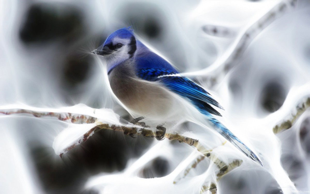 Blue Bird Desktop Wallpaper Photos HD