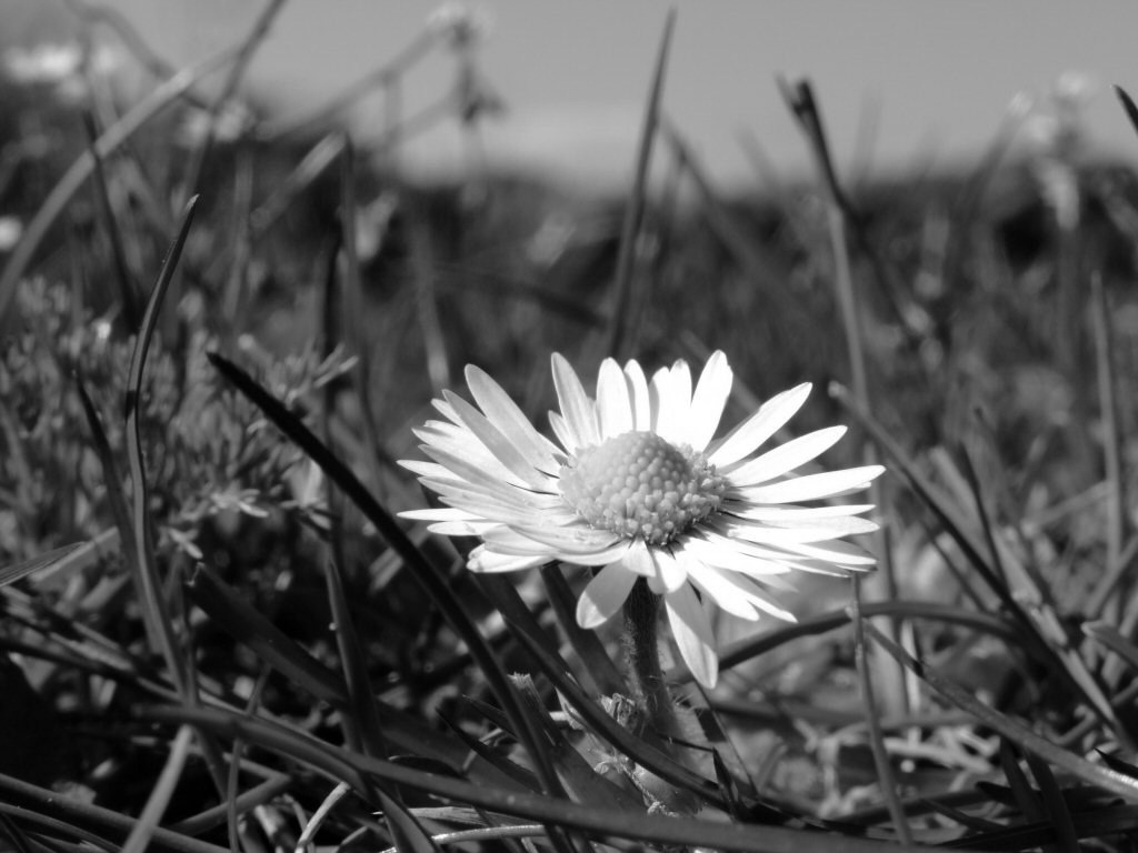 Daisy Black And White 23238 Hd Wallpapers in Flowers   Imagescicom