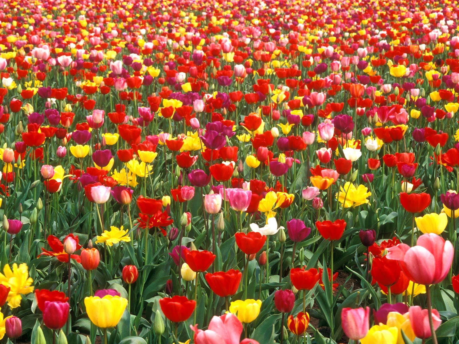Hq Colorful Tulip Garden Wallpaper