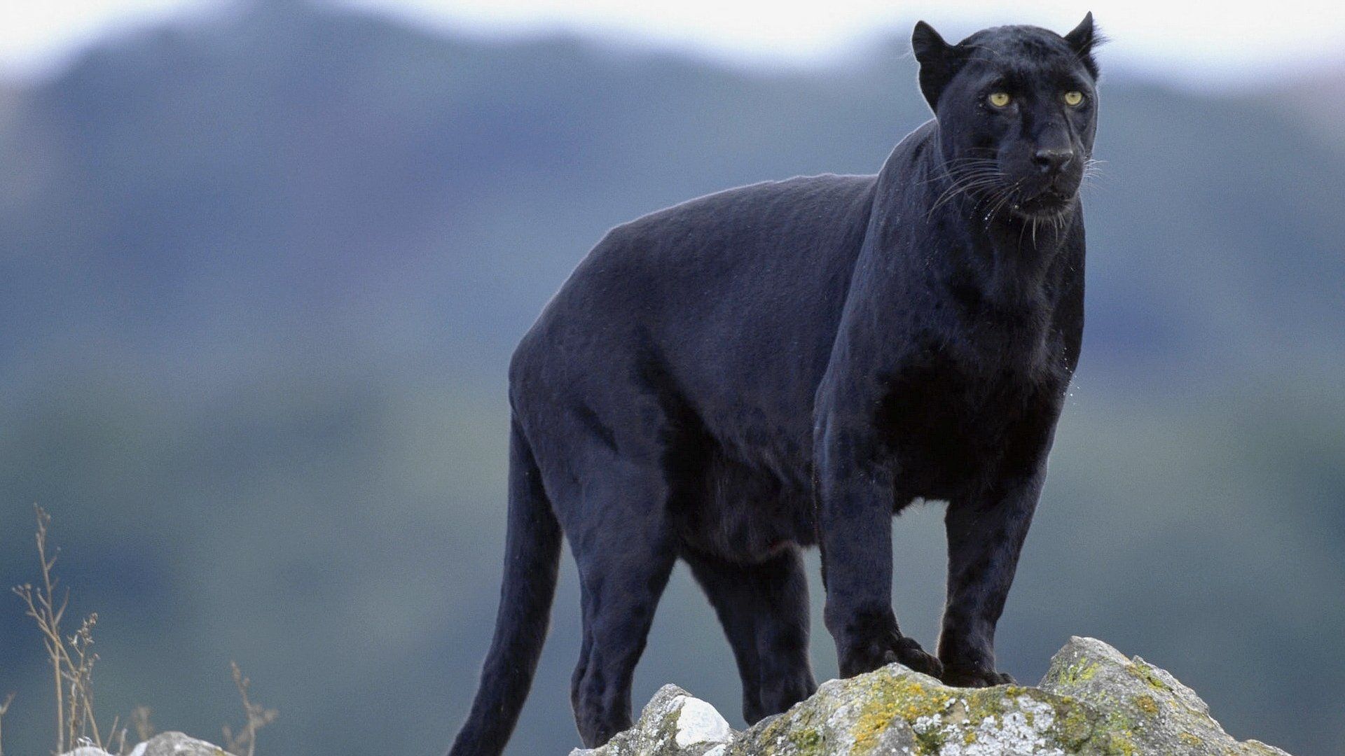 Black Panther Animal Wallpaper Top