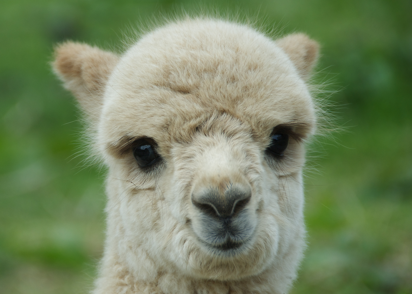 Lama Wallpaper Animal Hq Picture