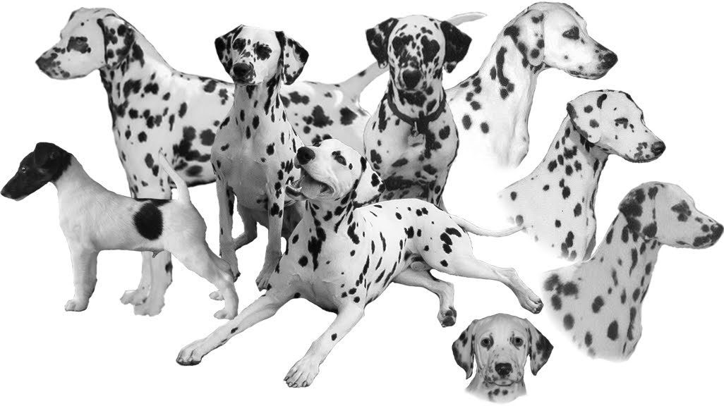 Dalmatian Dogs Wallpaper