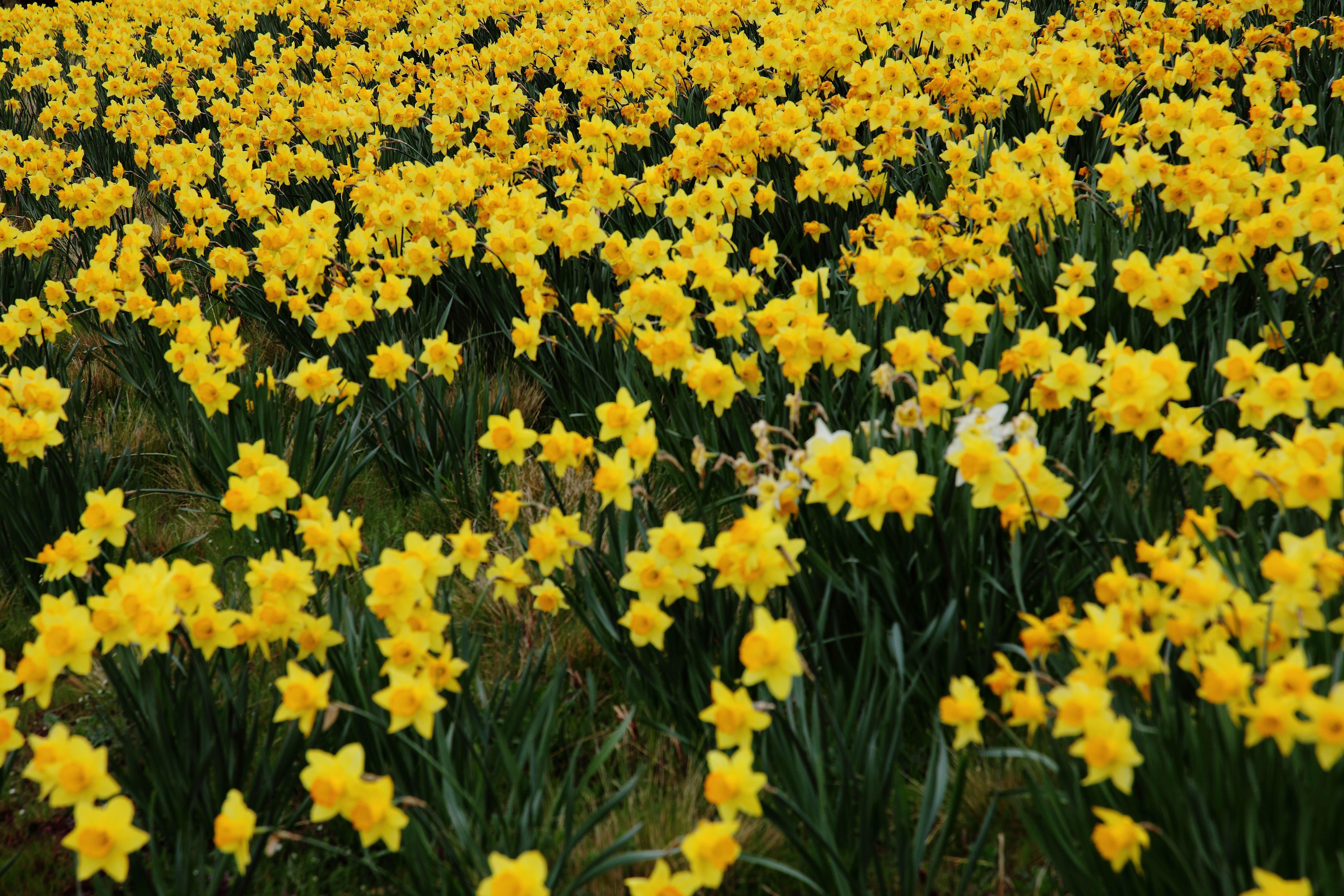 Field Of Yellow Daffodils There Must Be Several Hundred Daffodil