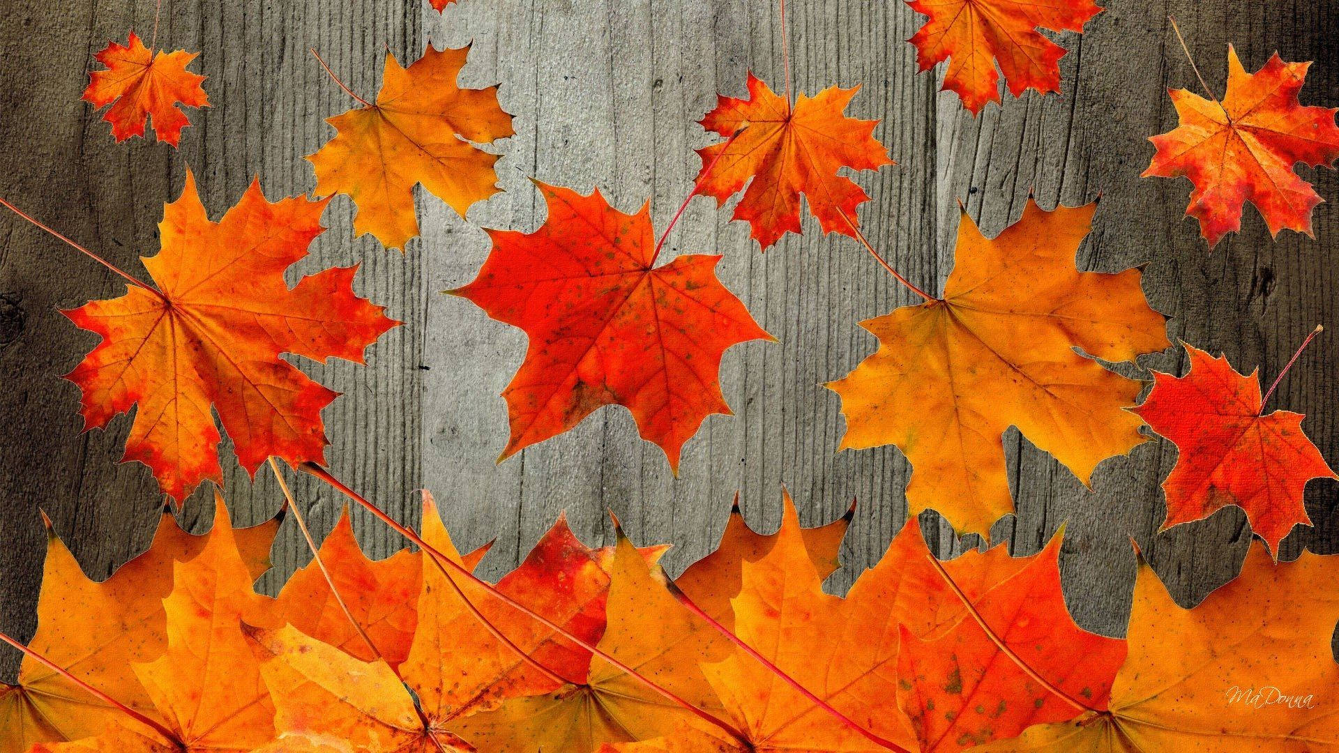 Look No Further For The Vibrant Displays And Colors Of Fall Wallpaper