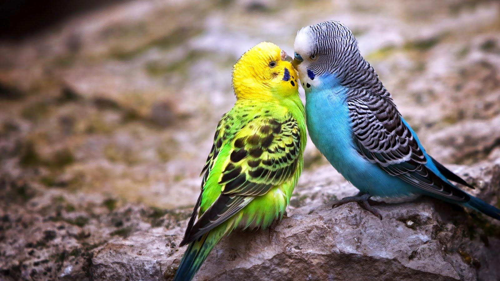 Beautiful Nice and Lovely Birds Images Allfreshwallpaper 1600x900