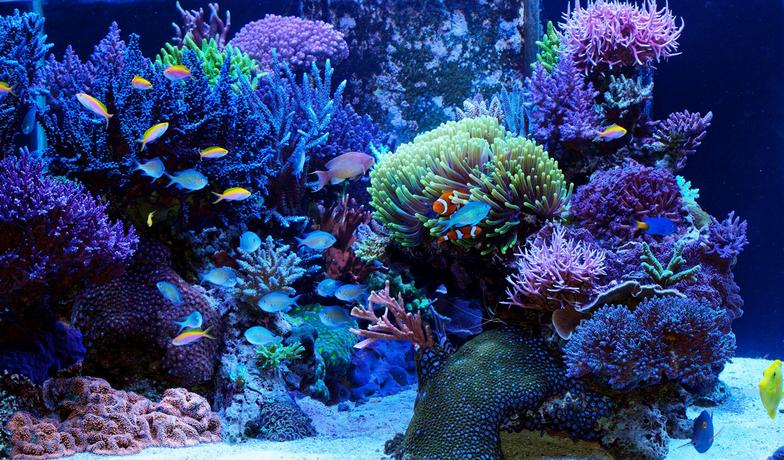 Here S Some Of Our Favorite Reef Aquariums We Would Like To Share With