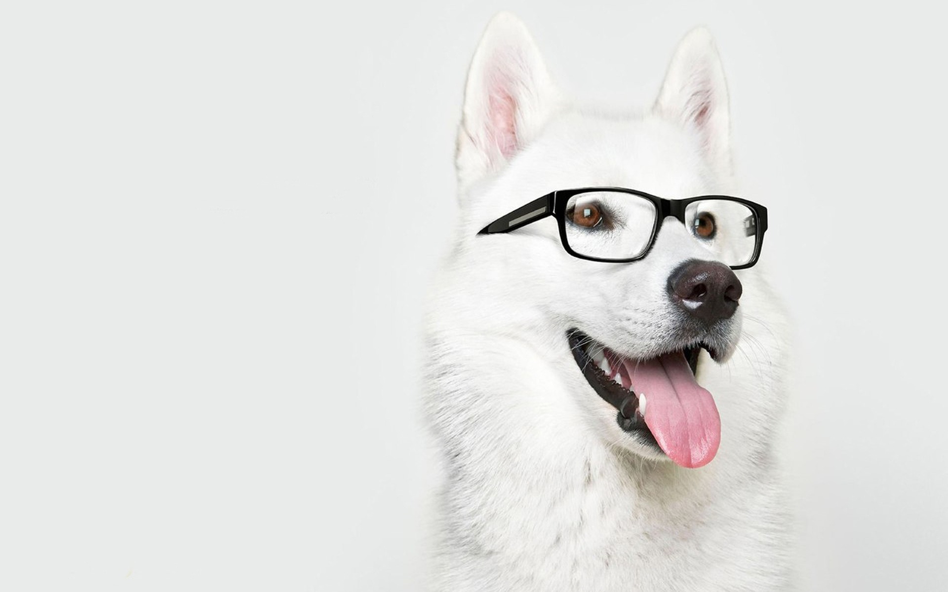 White Dog And Glasses Wallpaper HD Wallpaperlepi