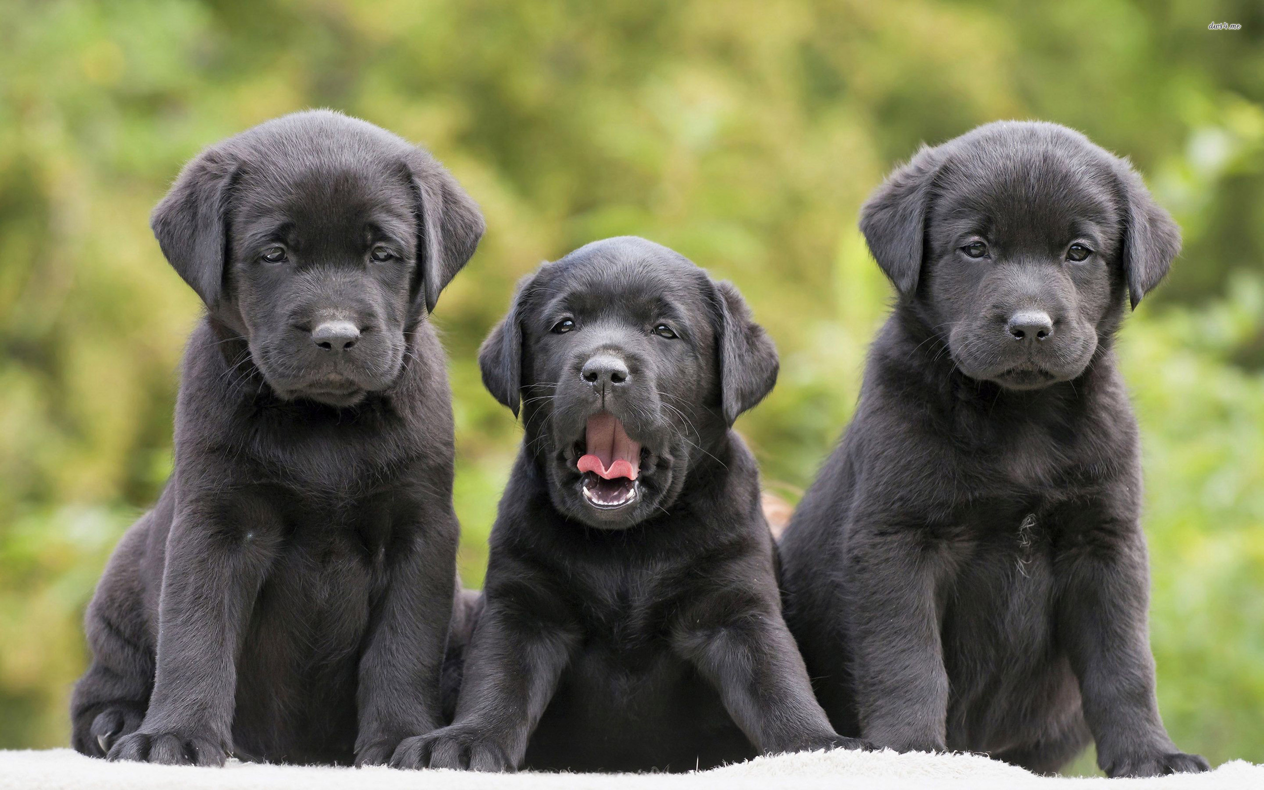 Black Labrador Retriver Puppies Wallpaper Animal