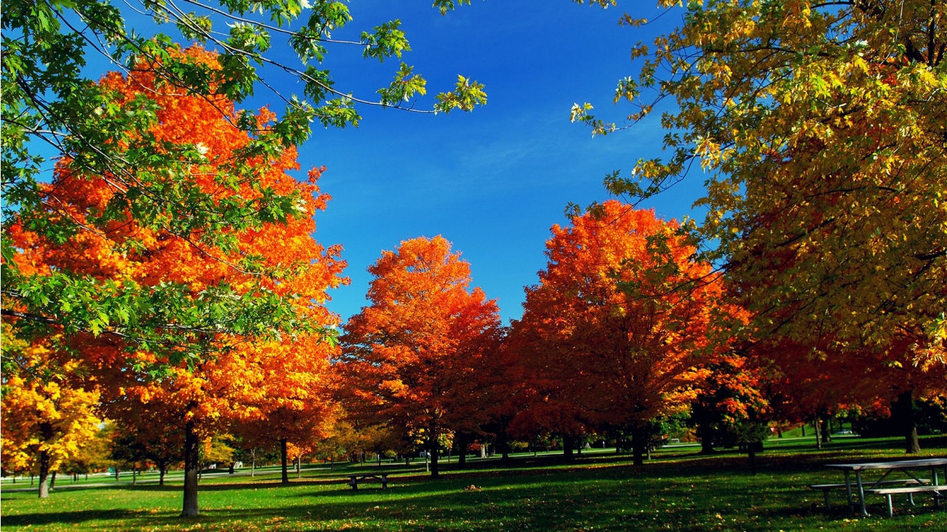  Bing Fall Backgrounds Autumn 1366x768