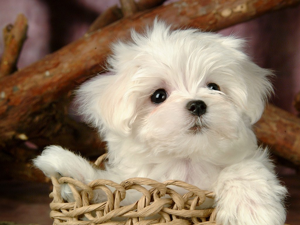 Lovely White Puppy Dog Pixel Animal HD Wallpaper