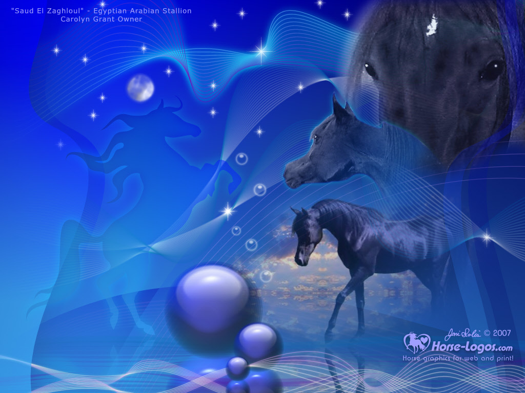 3d Wallpaper Blue Background And Beautiful Black Horse