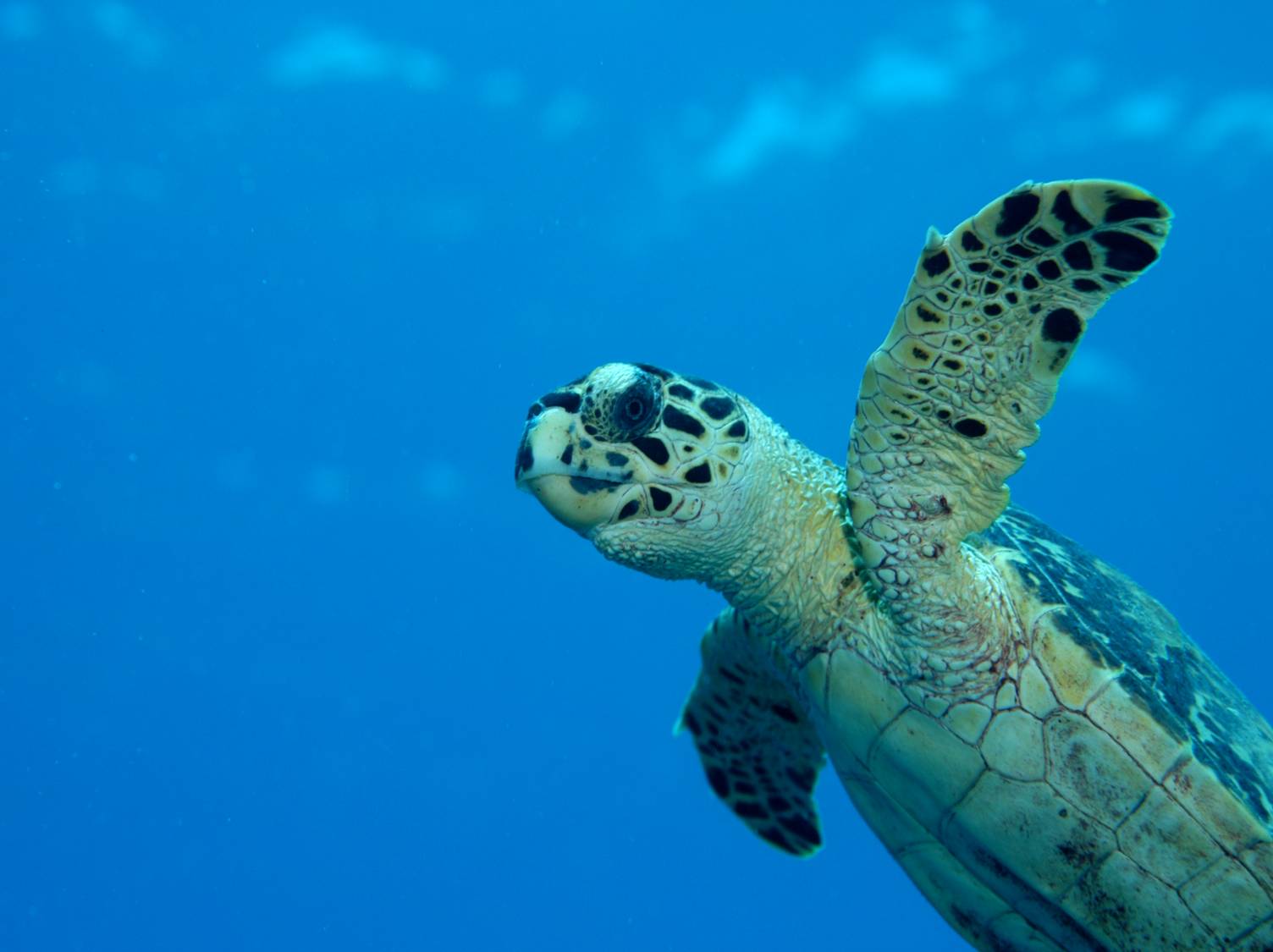 Hawaiian Green Sea Turtle Hawksbill Turtles Wallpaper