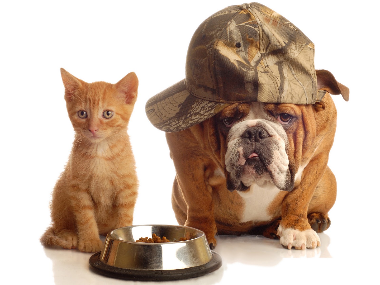 Cat And Dog Desktop Pics Of Dogs Wallpaper