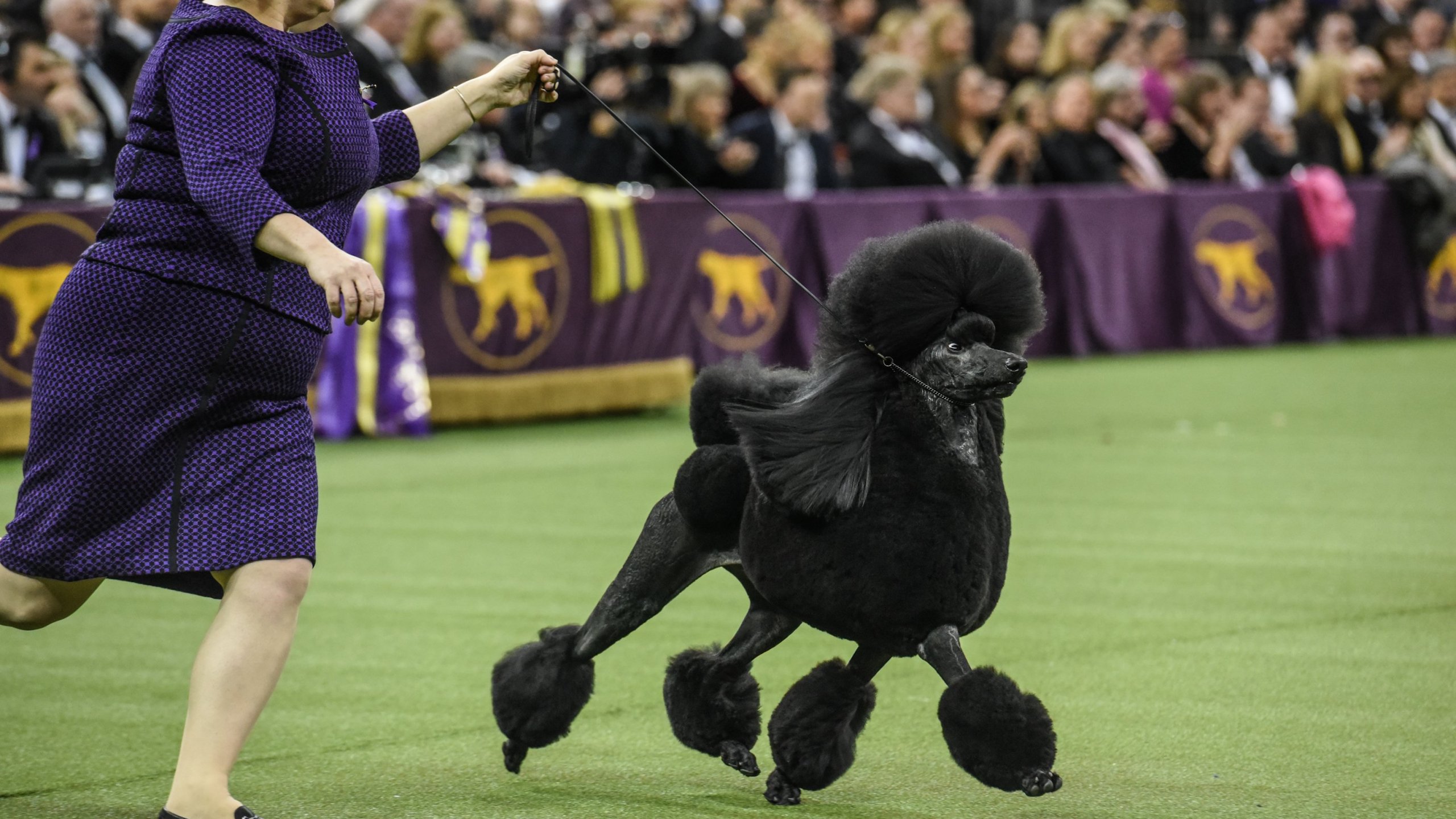 Westminster Kennel Club Show Postponed Amid Covid Surge