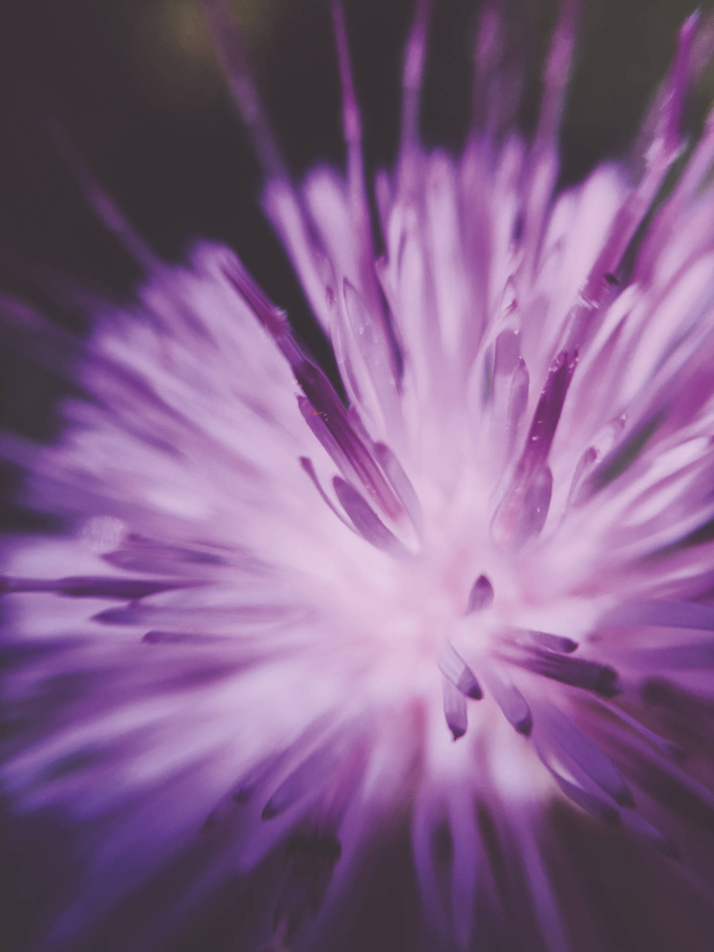 Purple iPhone Wallpaper