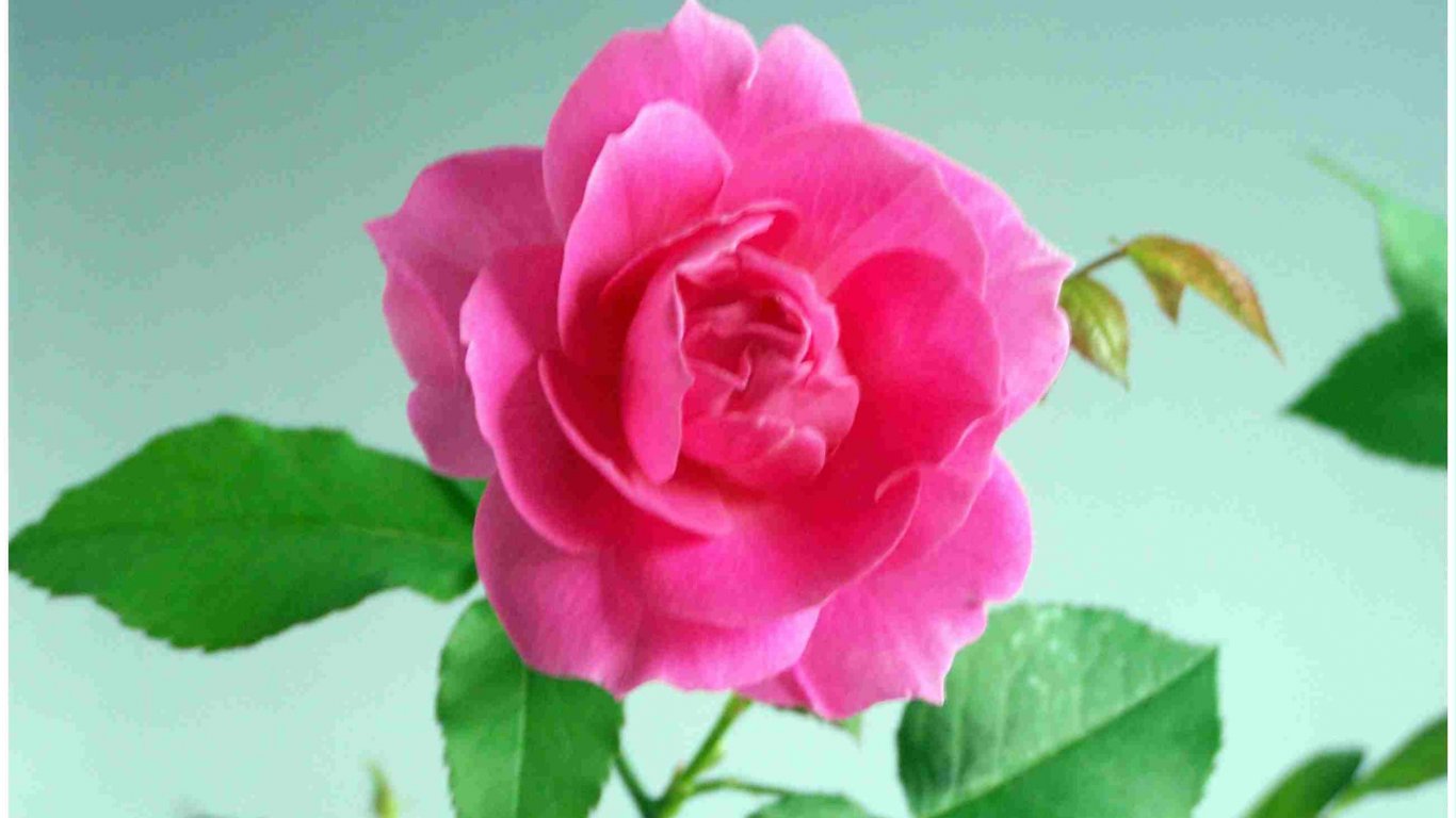 Flower Image Rose Pink Share Online