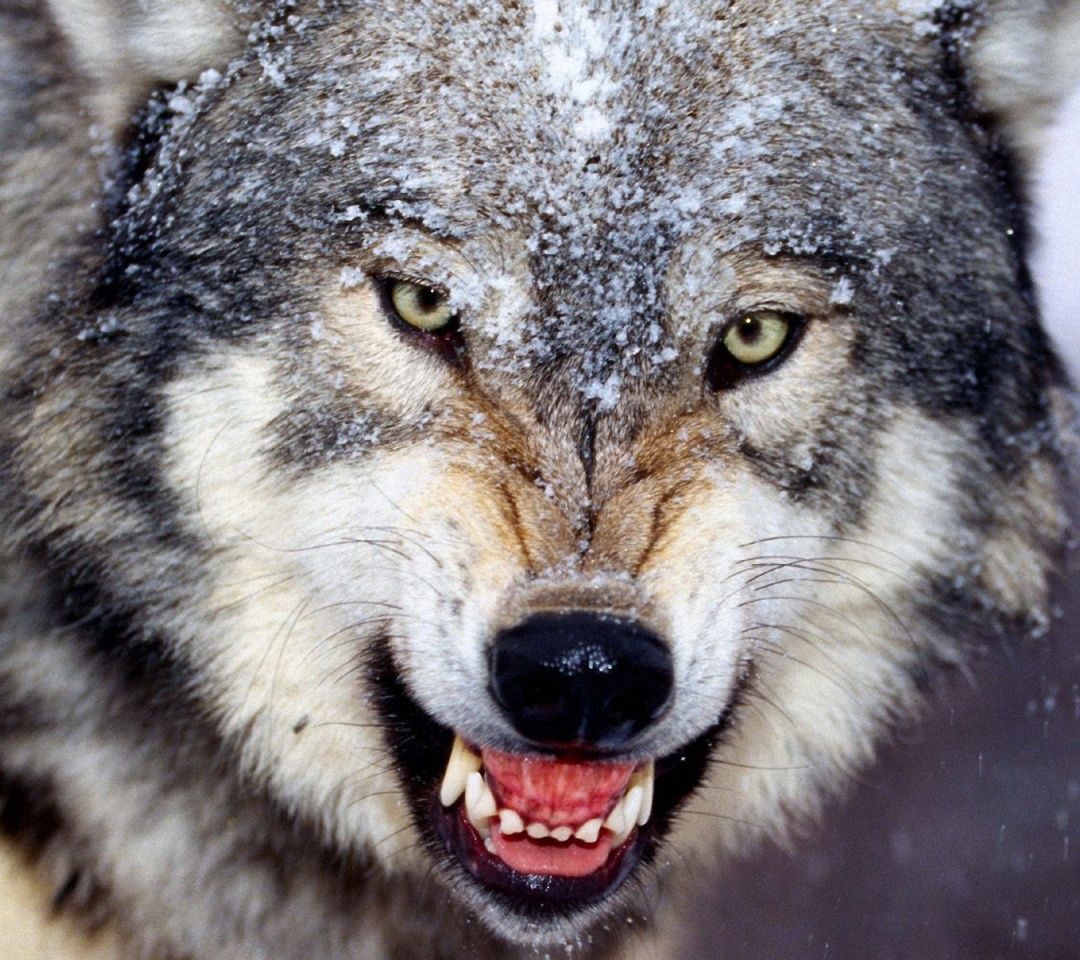 Angry Wolf Screensaver Wallpaper
