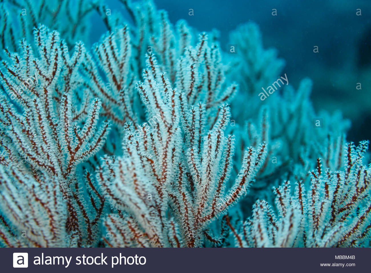 White Polyps Extended From Red Branching Coral Colony Millepora
