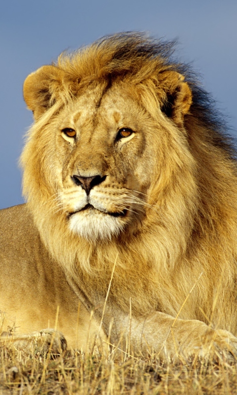 Wallpaper For Your Blackberry HD Lion