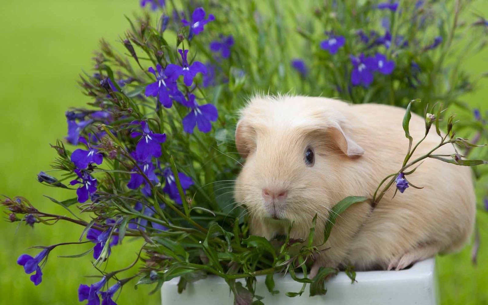 HQ Wallpapers Guinea Pig Wallpapers 1600x1000
