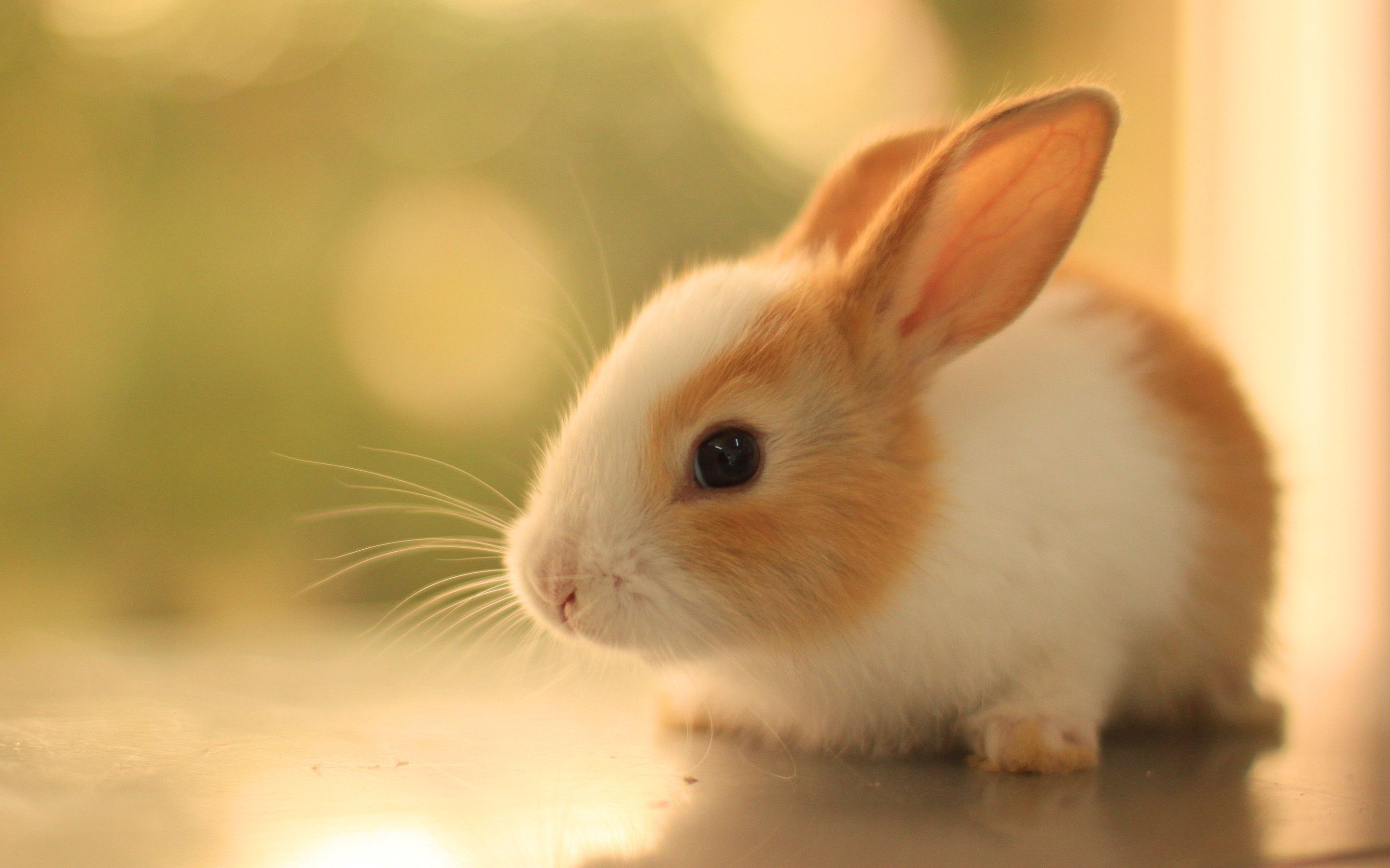 Cute Bunny Rabbits Wallpaper Top
