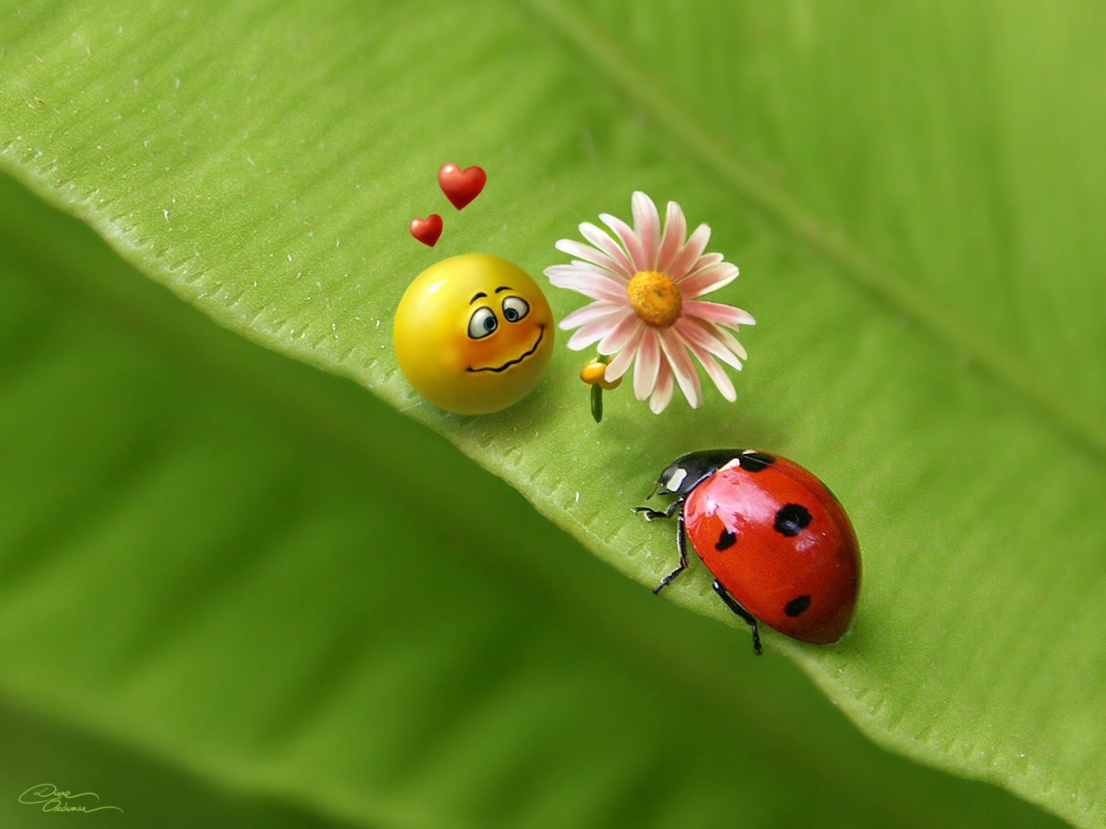 Bug Mobile Wallpaper