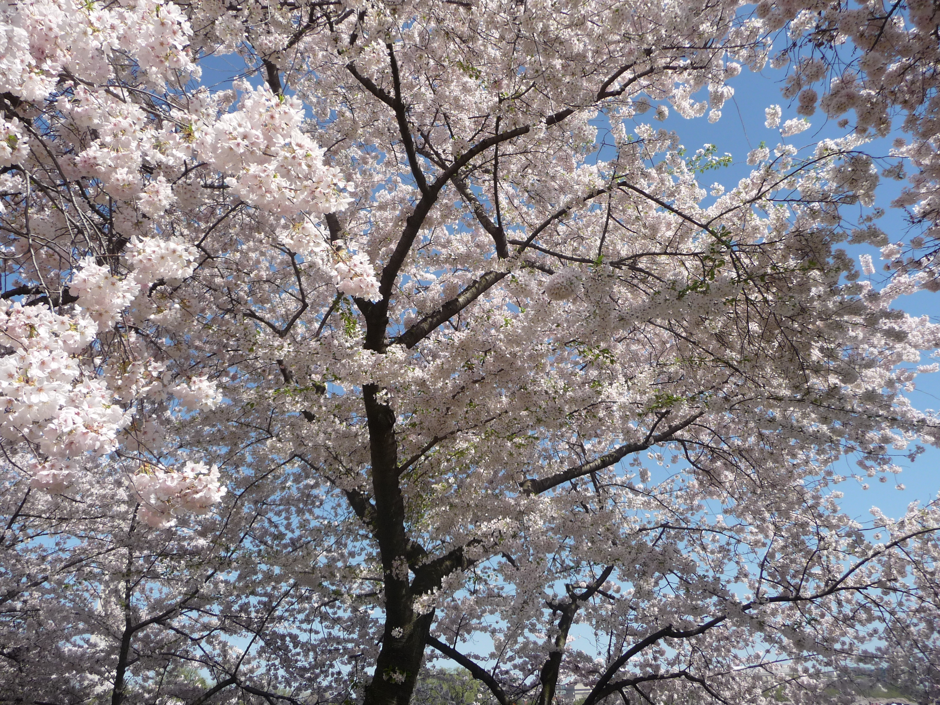  See a map and directions to the cherry blossoms in washington dc