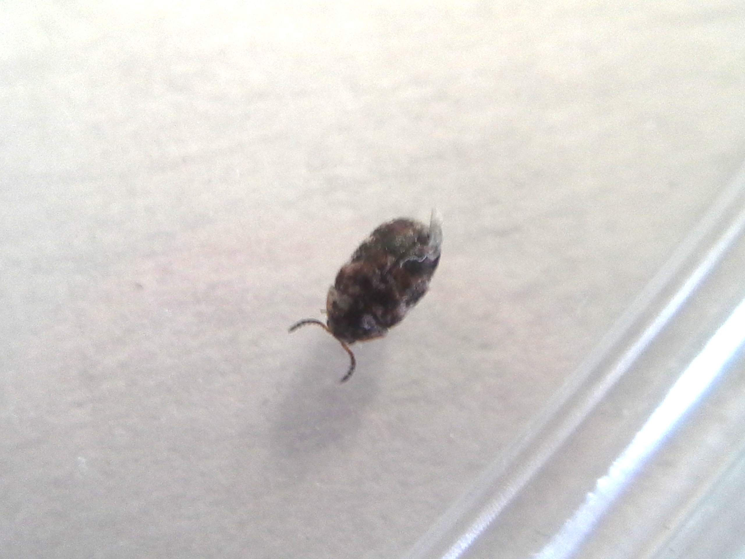 Carpet Beetles Wallpaper