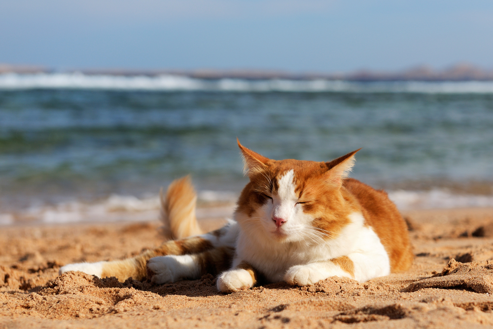 Summer Vacationing With Or Without Your Cat The Hartz