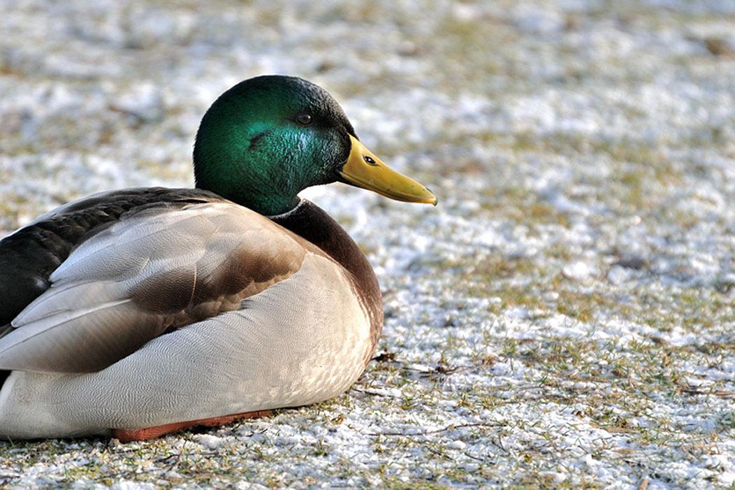Mallard Duck Image