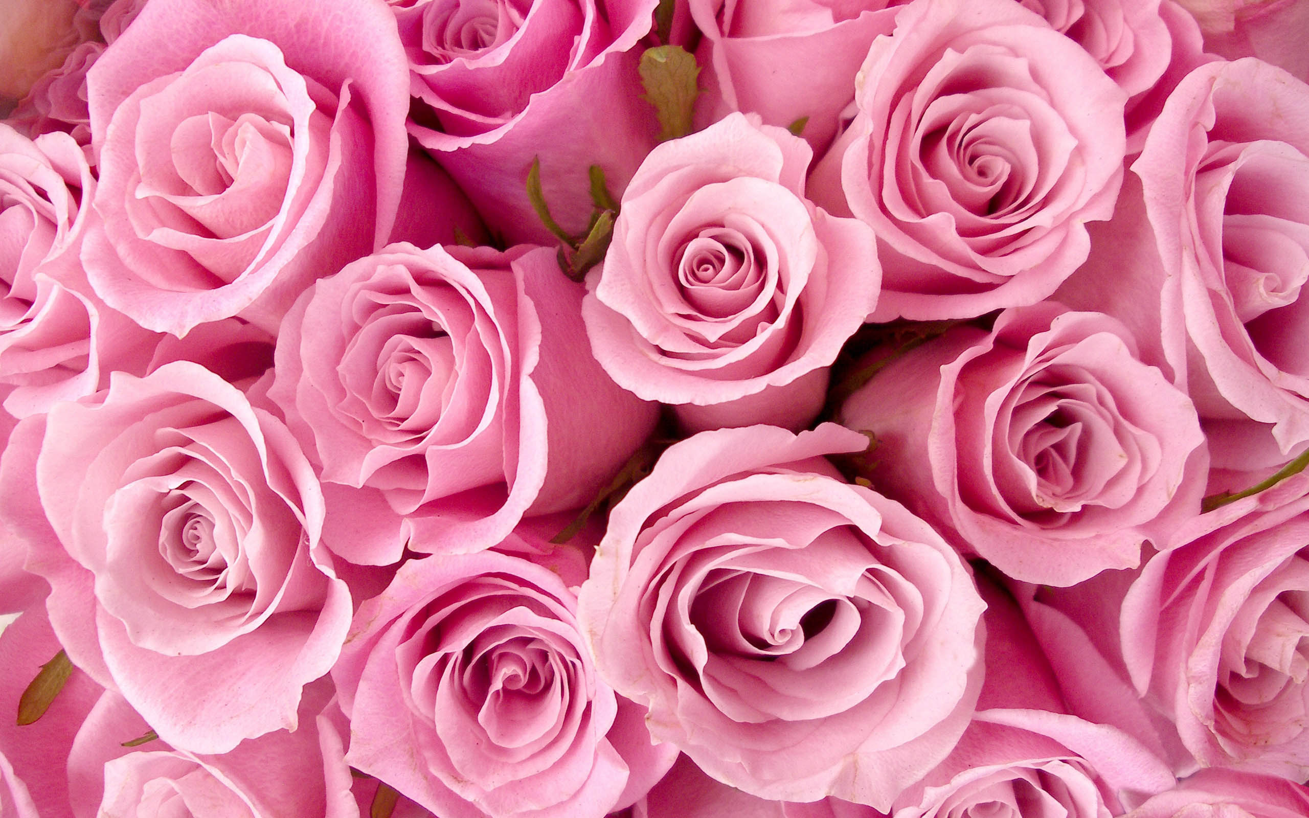 Scenery Wallpaper Includes Special Pink Roses Making Your