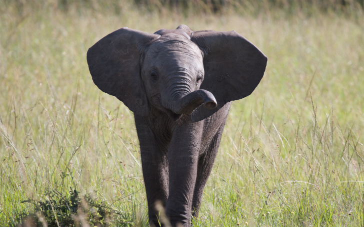 HD Wallpaper And High Resolution Elephant From