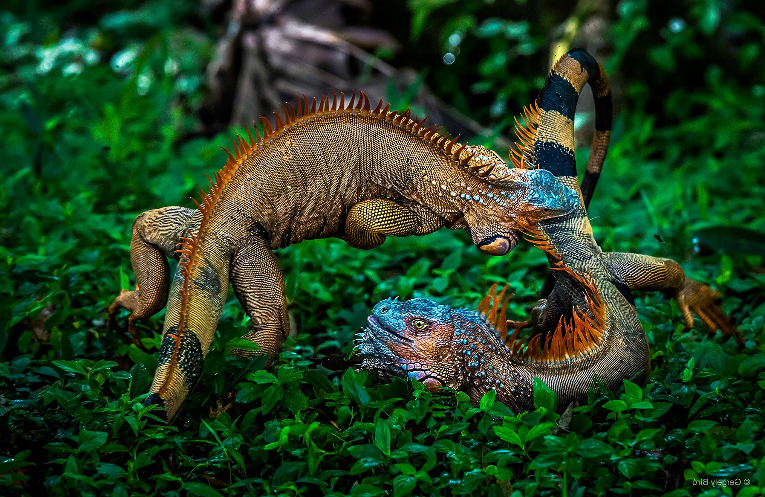 Nature Plants Animals Battle Iguana Costa Rica Jungles