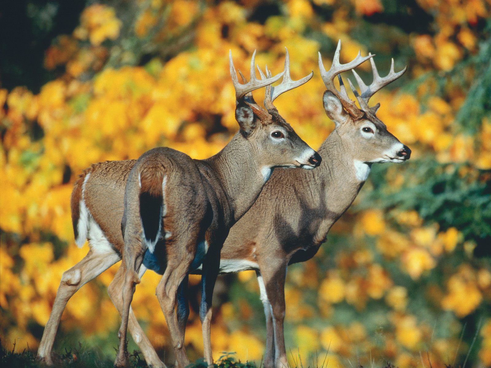 Image Of Deer Wallpaper Whitetail Spot With Html
