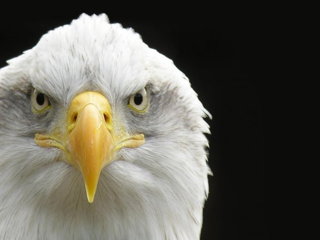 Wallpapers Close up shot of a Bald Eagle photo pictures