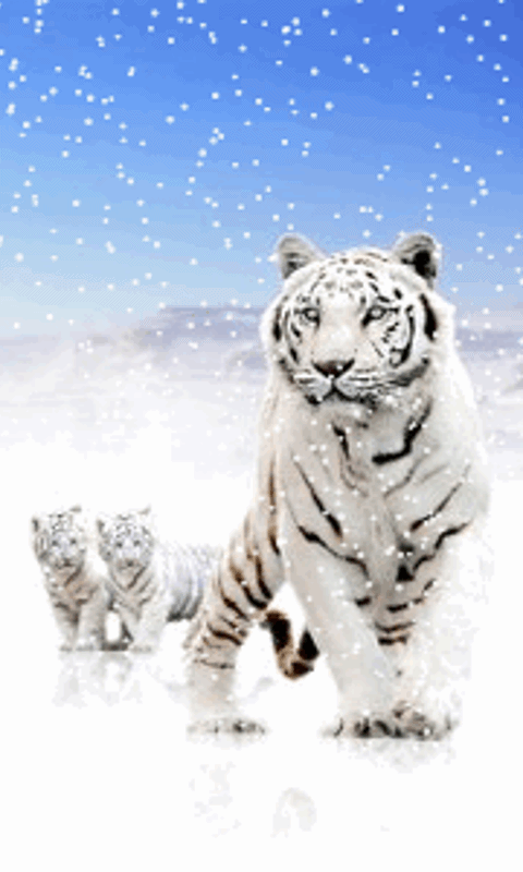 Snow Tiger Screensaver Android Wallpaper