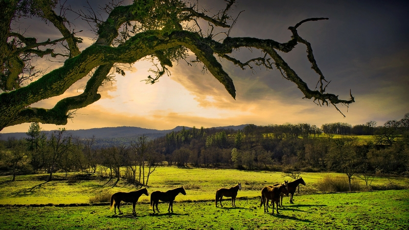 Nature Meadow Horses Oregon Wallpaper Animals HD