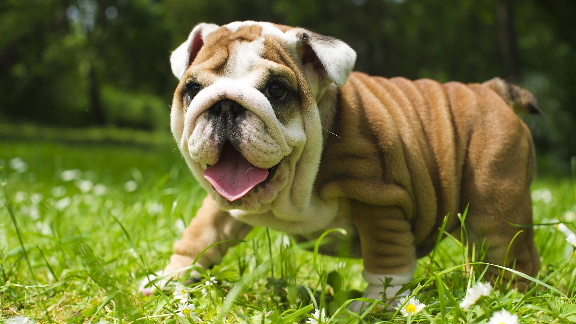 English Bulldog Desktop Wallpaper