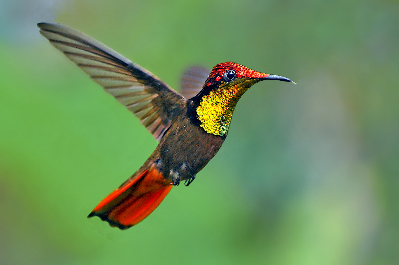 Beautiful And Attractive Hummingbirds Kool Wallpaper