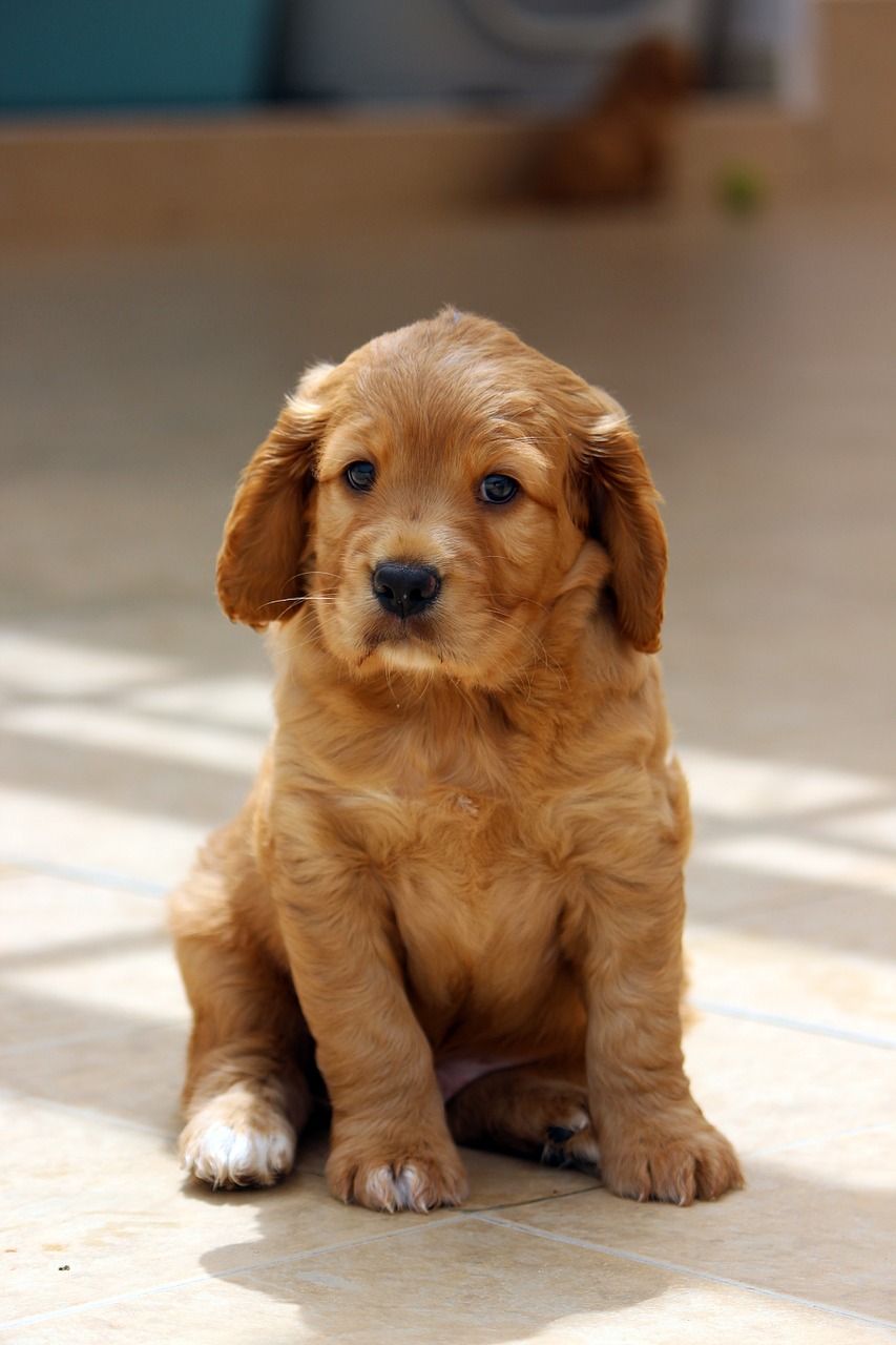 Obedience Training For Puppies Wallpaper