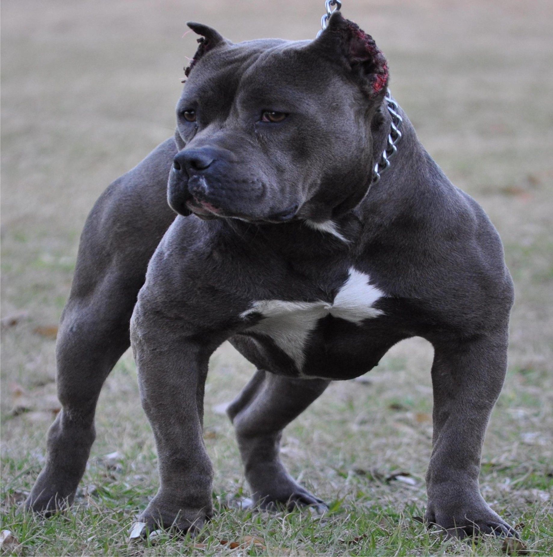 Muscles Blue Pitbull Dog Pitbulls Image
