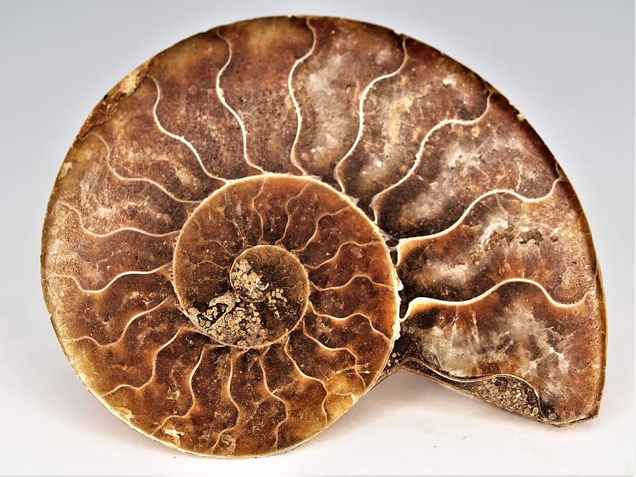 HD Wallpaper Brown Nautilus Shell Desktop Ammonite Fossil Gem