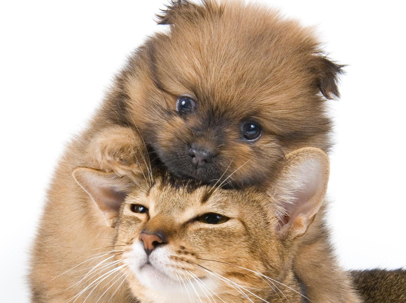Cats And Dogs Wallpaper Pets Cute Docile