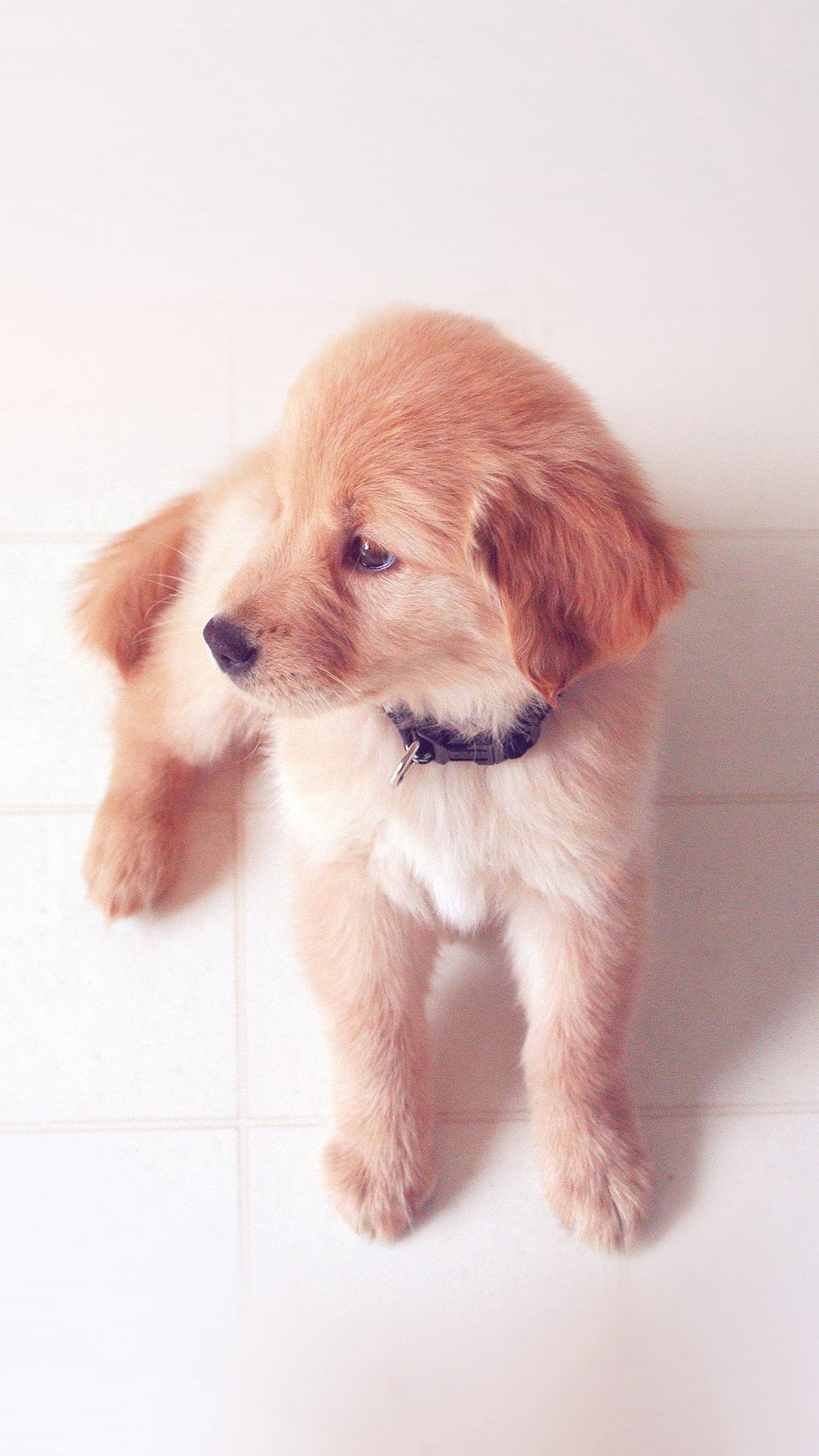 Cute Animal Wallpaper iPhone