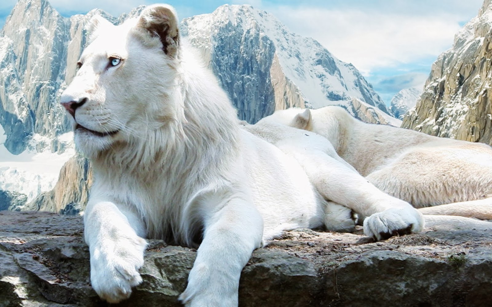 White Lions HD Funny Wallpaper