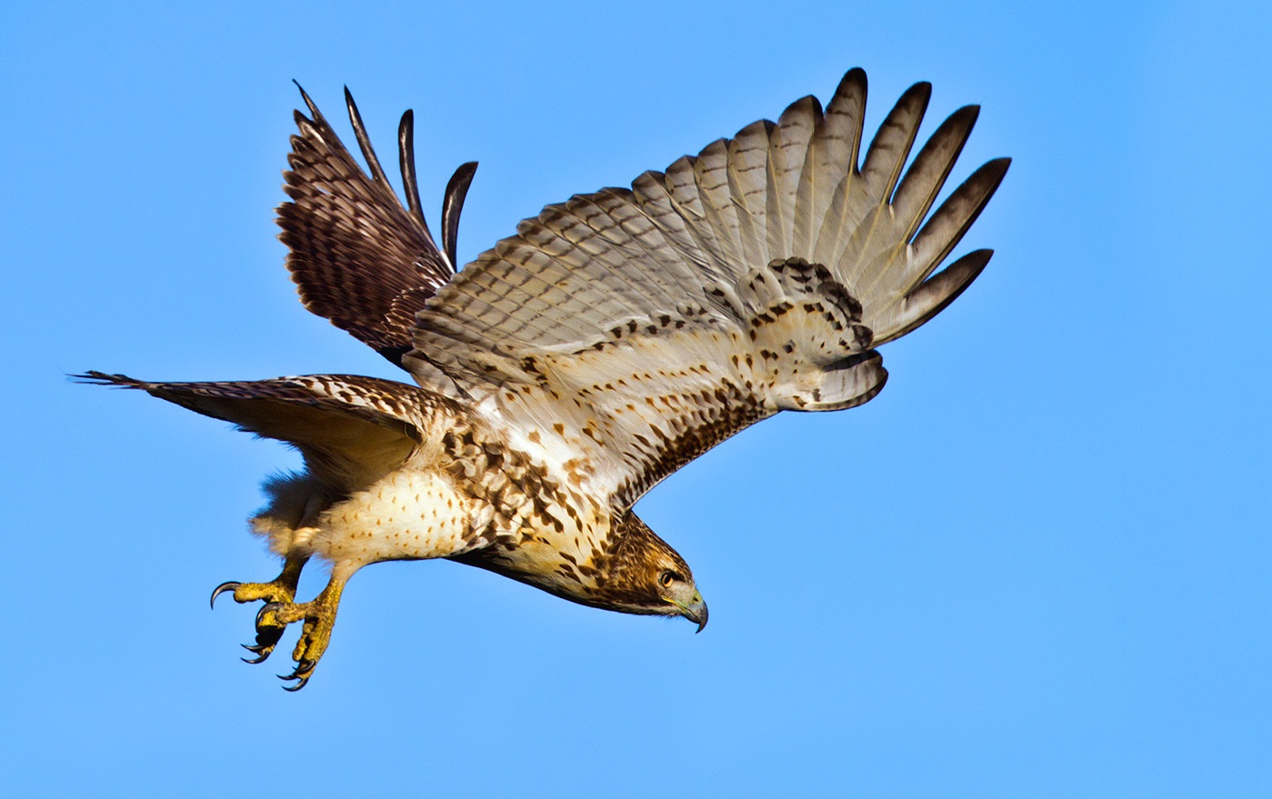 Red Tailed Hawk Birds Gallery