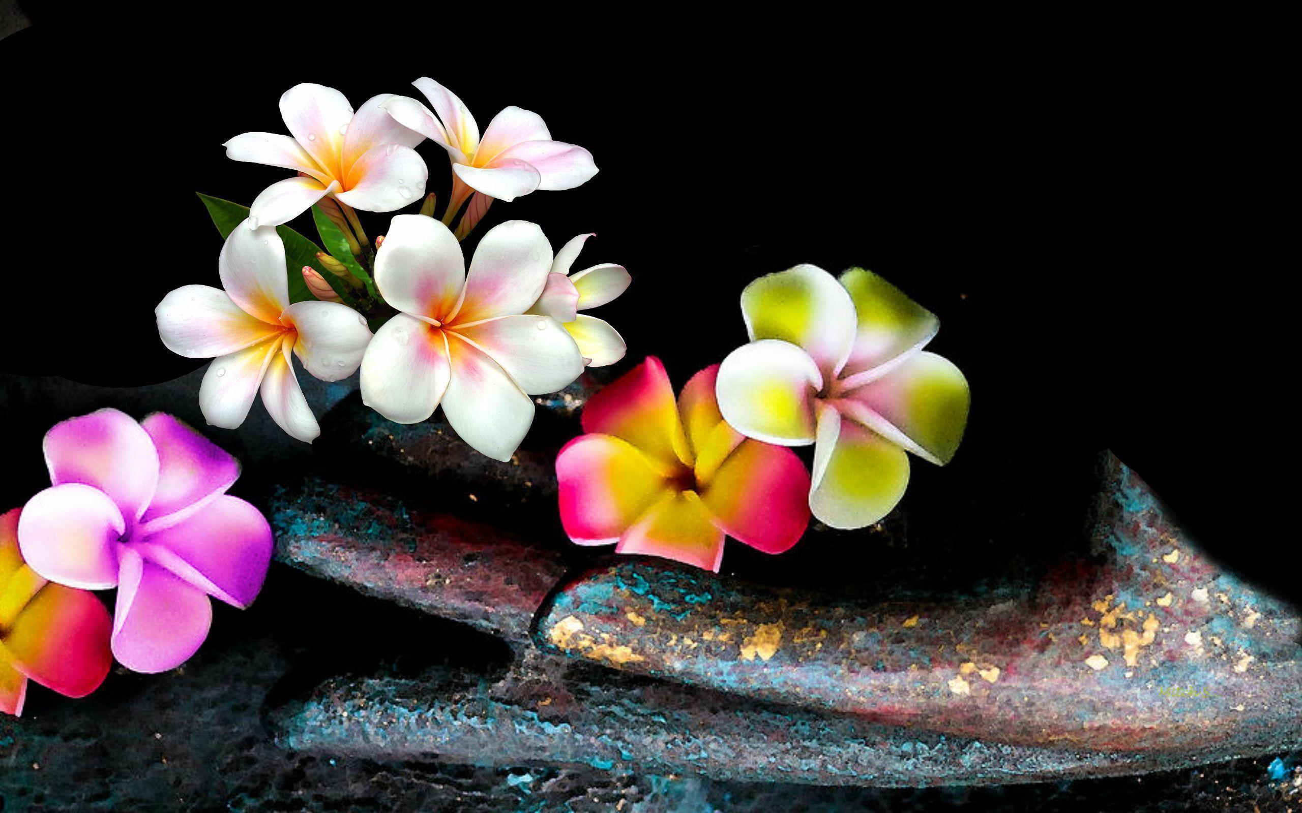 Free download Plumeria Backgrounds [2560x1600] for your Desktop, Mobile ...