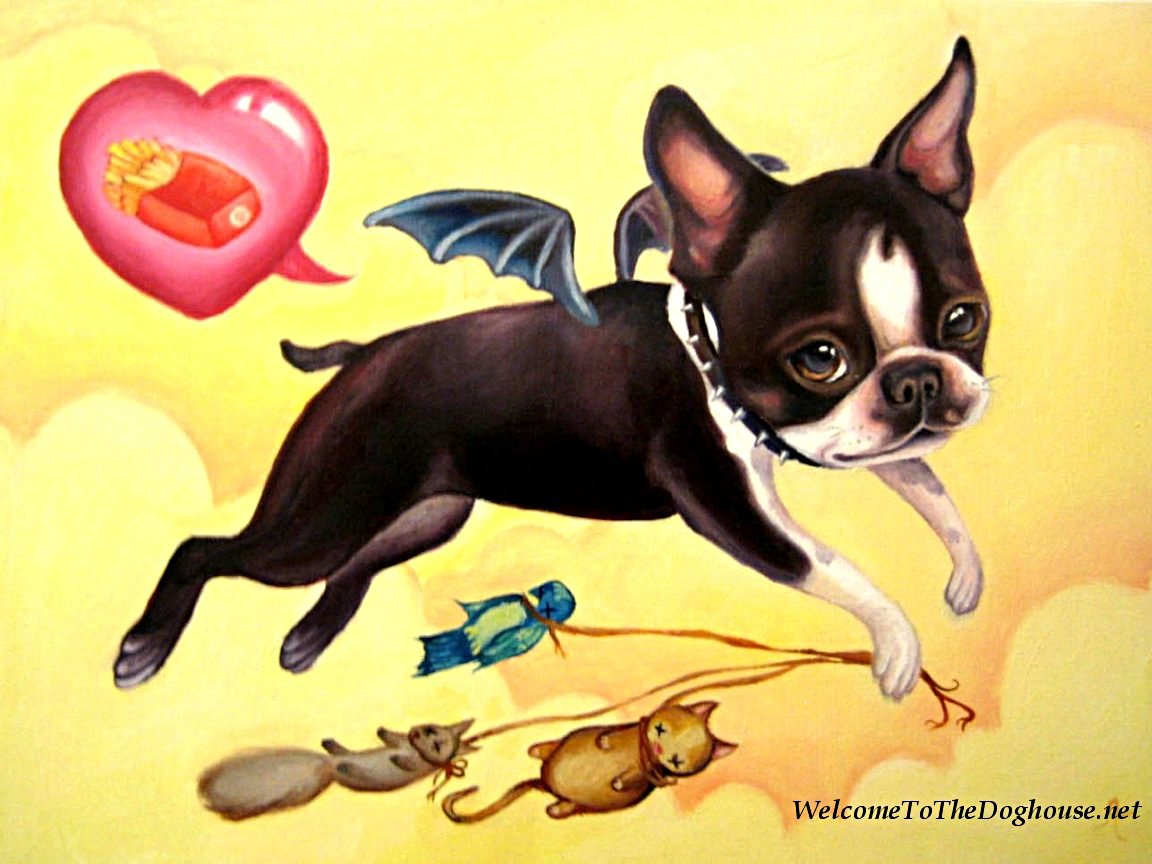Dogs Boston Terrier Dog Pet HD wallpaper  Peakpx