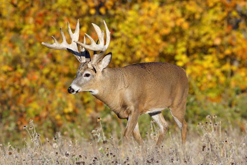 Dragon Creek Whitetail Deer Find Outfitters Hunting Trips