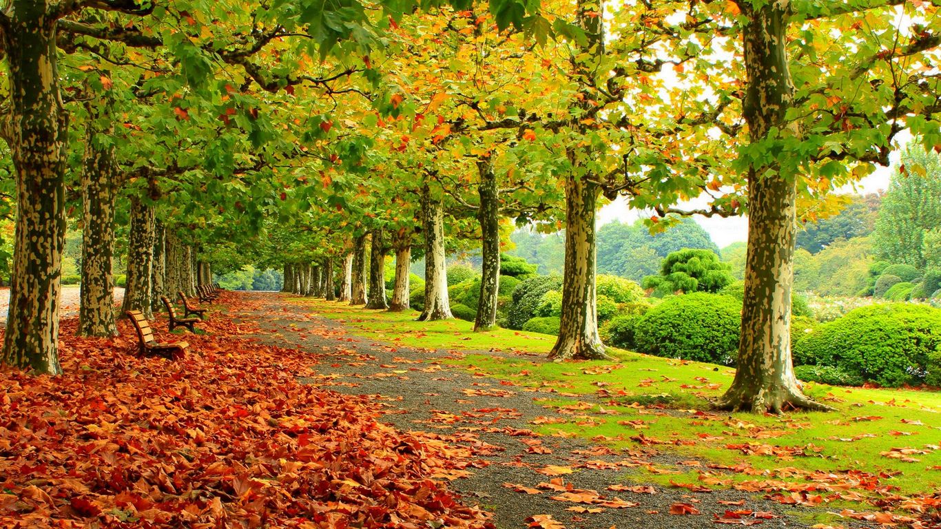 Beautiful Autumn Park HD Wallpapers HD Wallpapers